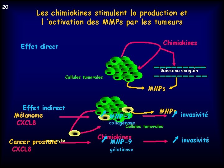 20 Les chimiokines stimulent la production et l ’activation des MMPs par les tumeurs