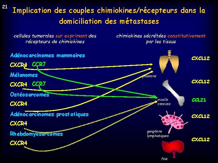 21 Implication des couples chimiokines/récepteurs dans la domiciliation des métastases cellules tumorales sur exprimant