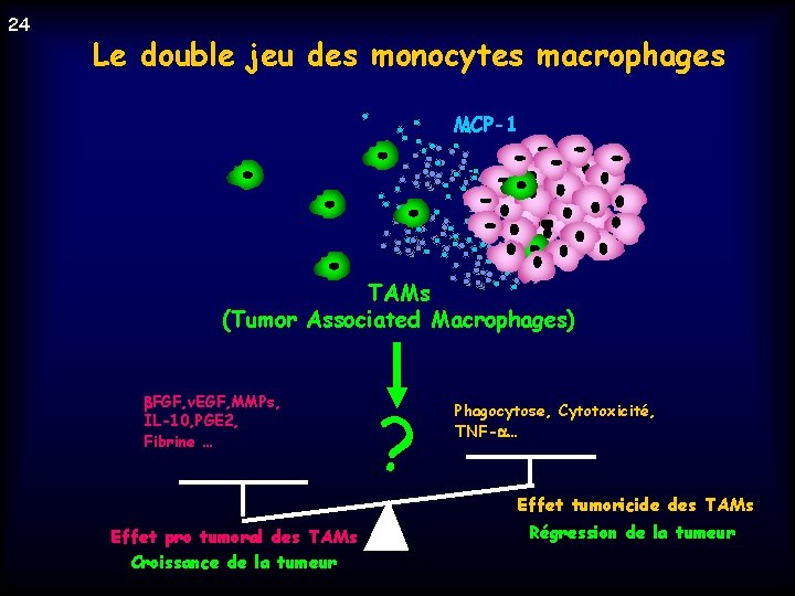 24 Le double jeu des monocytes macrophages MCP-1 TAMs (Tumor Associated Macrophages) FGF, v.