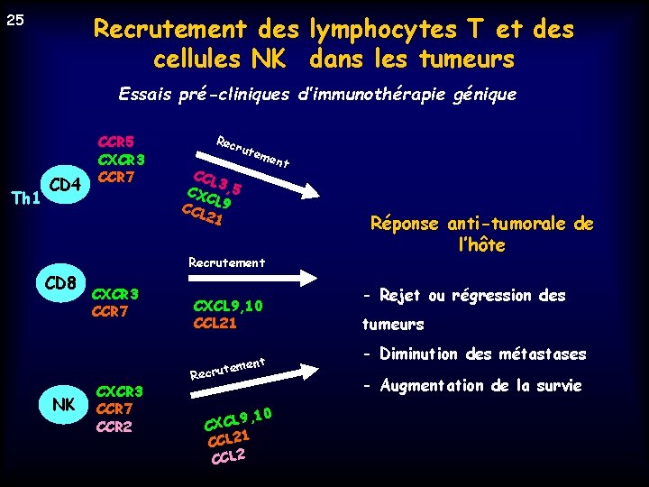 Recrutement des lymphocytes T et des cellules NK dans les tumeurs 25 Essais pré-cliniques