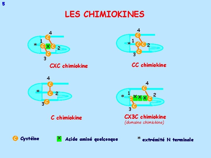 5 LES CHIMIOKINES 4 4 * C 1 * C X C 2 C