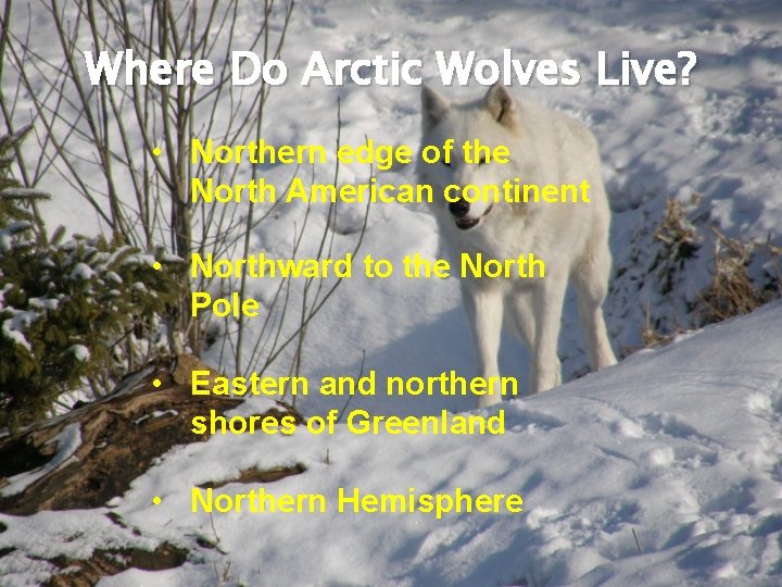 Where Do Arctic Wolves Live? • Northern edge of the North American continent •