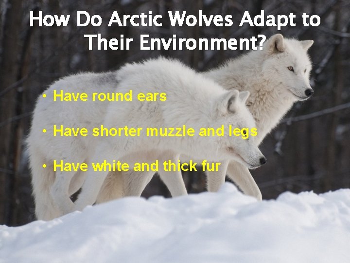 How Do Arctic Wolves Adapt to Their Environment? • Have round ears • Have