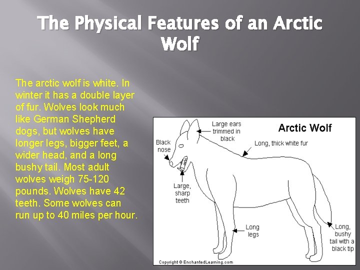 The Physical Features of an Arctic Wolf The arctic wolf is white. In winter