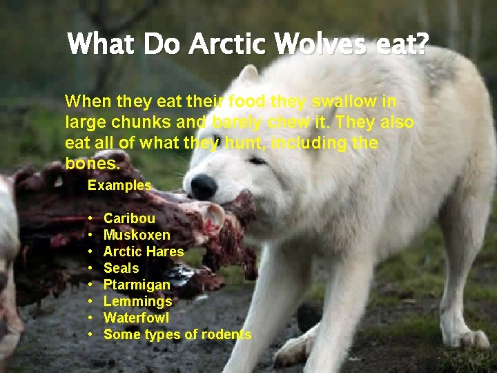 What Do Arctic Wolves eat? When they eat their food they swallow in large