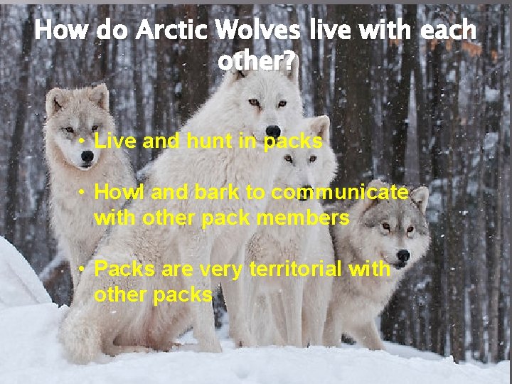 How do Arctic Wolves live with each other? • Live and hunt in packs