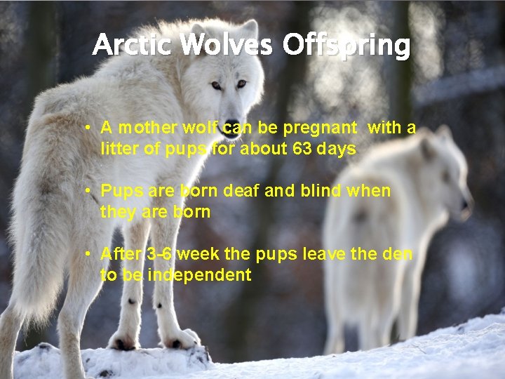Arctic Wolves Offspring • A mother wolf can be pregnant with a litter of