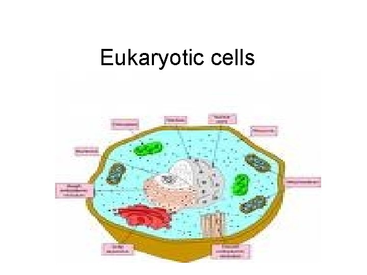 Eukaryotic cells 