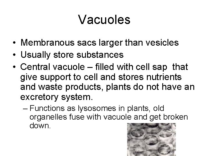 Vacuoles • Membranous sacs larger than vesicles • Usually store substances • Central vacuole
