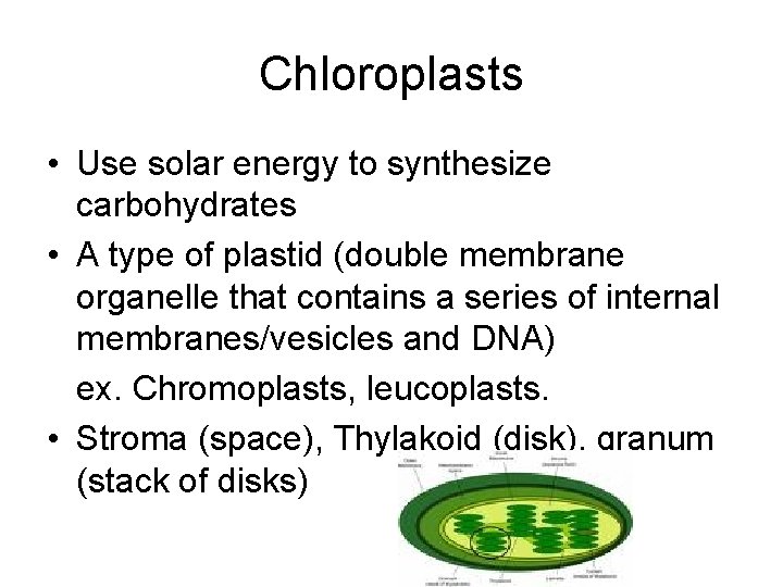 Chloroplasts • Use solar energy to synthesize carbohydrates • A type of plastid (double