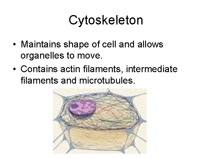 Cytoskeleton • Maintains shape of cell and allows organelles to move. • Contains actin