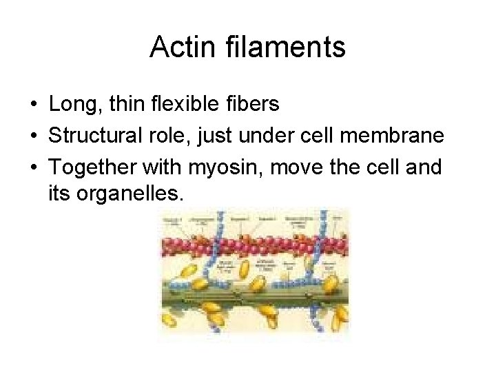 Actin filaments • Long, thin flexible fibers • Structural role, just under cell membrane