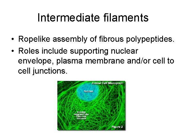 Intermediate filaments • Ropelike assembly of fibrous polypeptides. • Roles include supporting nuclear envelope,