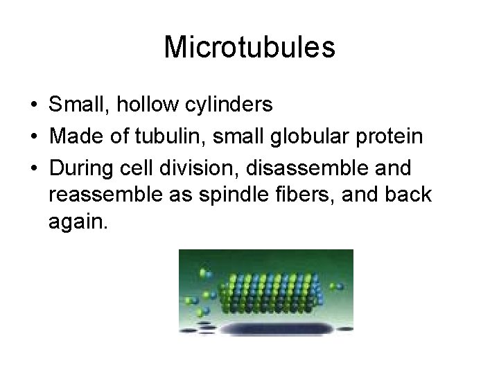 Microtubules • Small, hollow cylinders • Made of tubulin, small globular protein • During