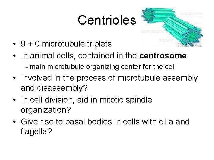 Centrioles • 9 + 0 microtubule triplets • In animal cells, contained in the