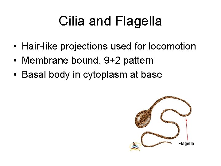 Cilia and Flagella • Hair-like projections used for locomotion • Membrane bound, 9+2 pattern