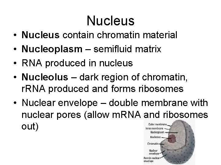 Nucleus • • Nucleus contain chromatin material Nucleoplasm – semifluid matrix RNA produced in