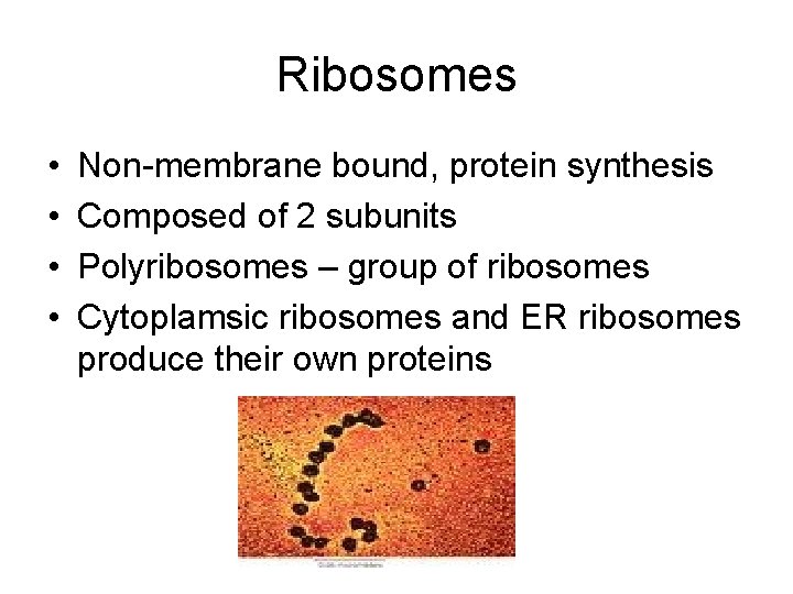 Ribosomes • • Non-membrane bound, protein synthesis Composed of 2 subunits Polyribosomes – group