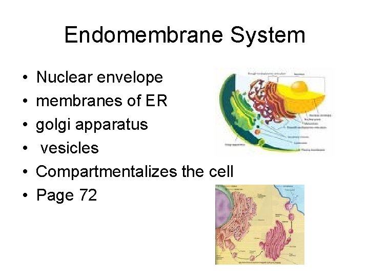 Endomembrane System • • • Nuclear envelope membranes of ER golgi apparatus vesicles Compartmentalizes