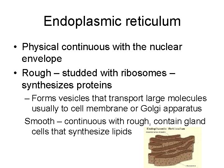 Endoplasmic reticulum • Physical continuous with the nuclear envelope • Rough – studded with