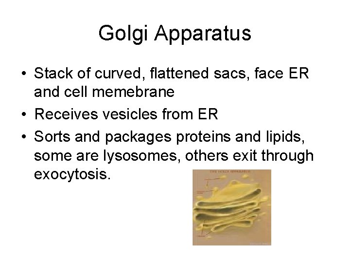 Golgi Apparatus • Stack of curved, flattened sacs, face ER and cell memebrane •