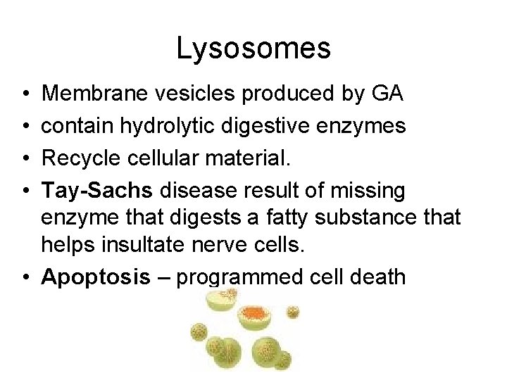 Lysosomes • • Membrane vesicles produced by GA contain hydrolytic digestive enzymes Recycle cellular