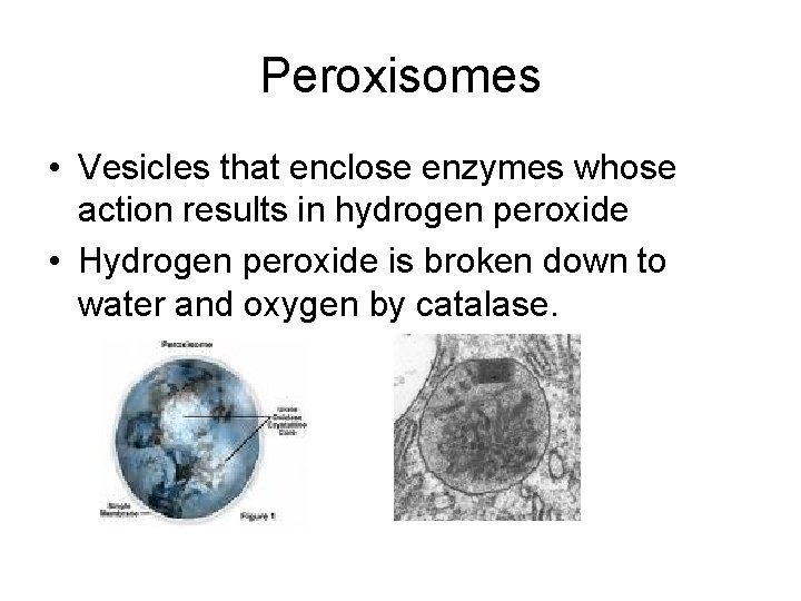 Peroxisomes • Vesicles that enclose enzymes whose action results in hydrogen peroxide • Hydrogen