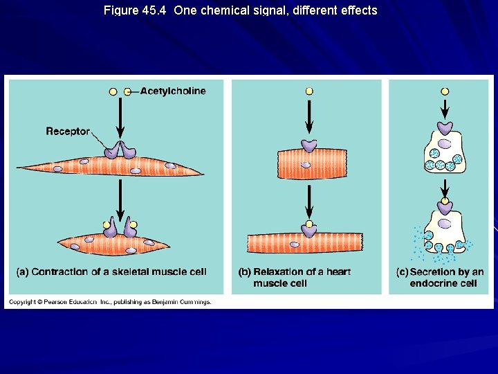 Figure 45. 4 One chemical signal, different effects Figure 45. 4 One chemical signal, different effects