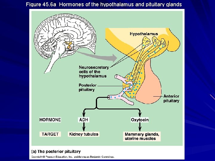 Figure 45. 6 a Hormones of the hypothalamus and pituitary glands Figure 45. 6 a Hormones of the hypothalamus and pituitary glands
