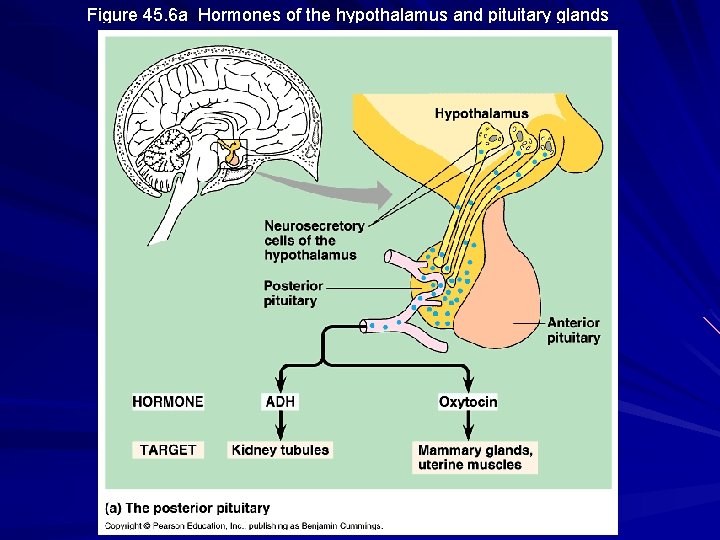 Figure 45. 6 a Hormones of the hypothalamus and pituitary glands 