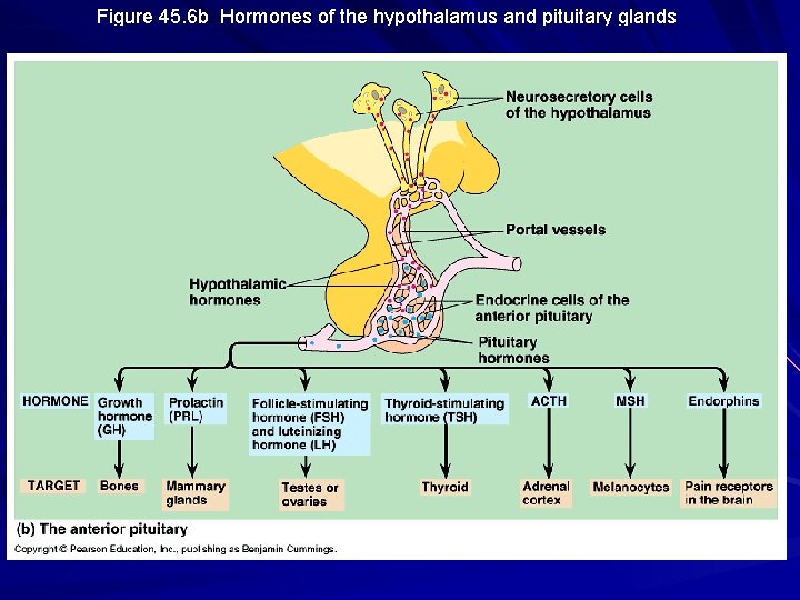 Figure 45. 6 b Hormones of the hypothalamus and pituitary glands 