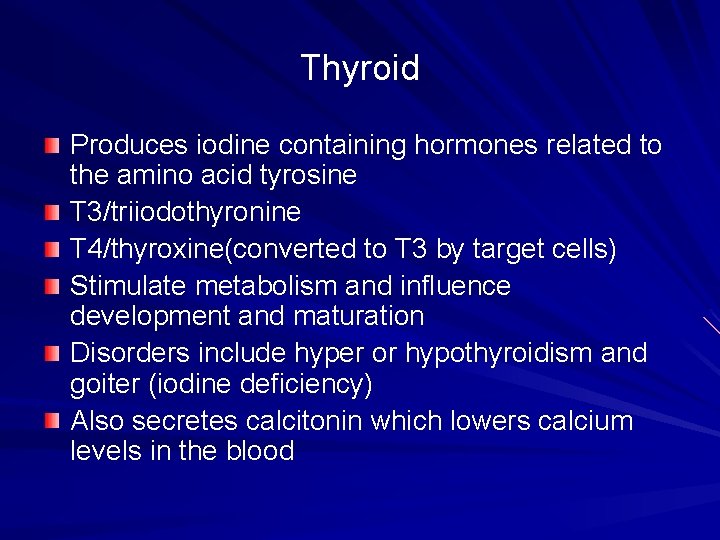 Thyroid Produces iodine containing hormones related to the amino acid tyrosine T 3/triiodothyronine T