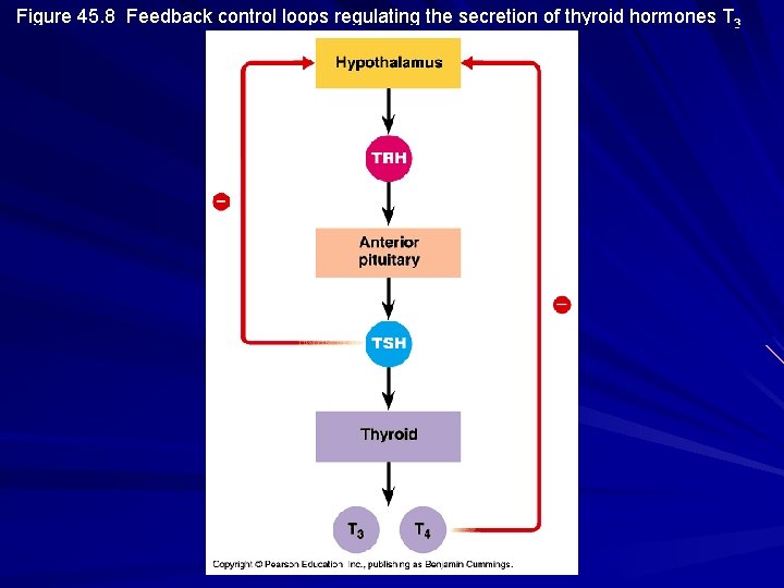 Figure 45. 8 Feedback control loops regulating the secretion of thyroid hormones T 3