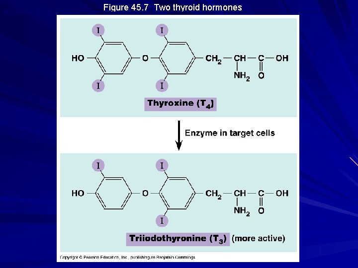 Figure 45. 7 Two thyroid hormones 