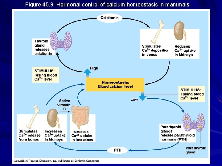 Figure 45. 9 Hormonal control of calcium homeostasis in mammals Figure 45. 9 Hormonal control of calcium homeostasis in mammals