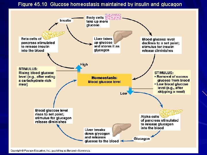 Figure 45. 10 Glucose homeostasis maintained by insulin and glucagon 