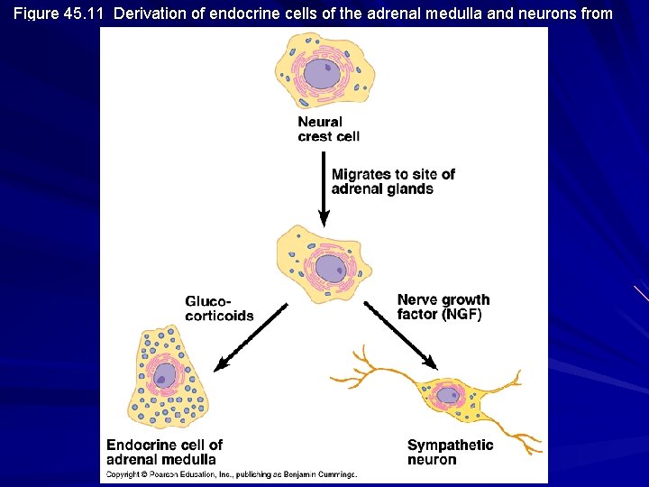 Figure 45. 11 Derivation of endocrine cells of the adrenal medulla and neurons from