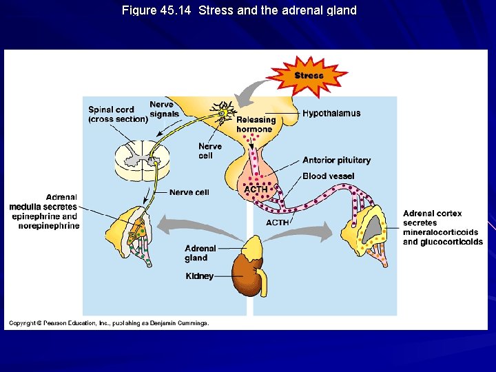 Figure 45. 14 Stress and the adrenal gland Figure 45. 14 Stress and the adrenal gland