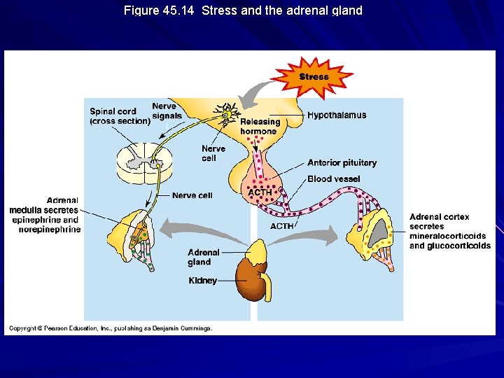 Figure 45. 14 Stress and the adrenal gland 