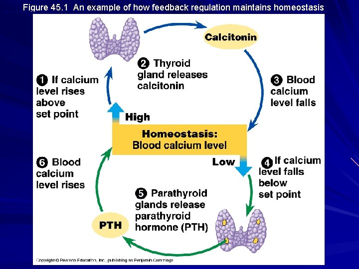 Figure 45. 1 An example of how feedback regulation maintains homeostasis Figure 45. 1 An example of how feedback regulation maintains homeostasis