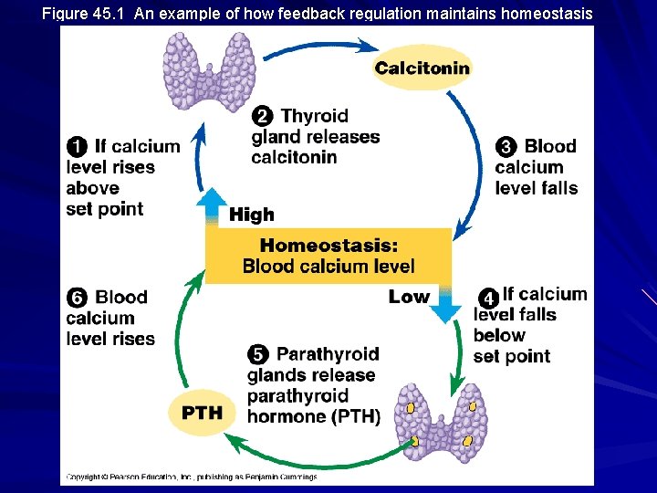 Figure 45. 1 An example of how feedback regulation maintains homeostasis 
