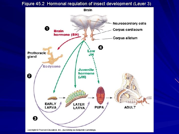 Figure 45. 2 Hormonal regulation of insect development (Layer 3) 