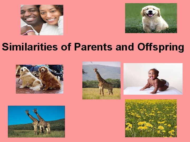 Similarities of Parents and Offspring 