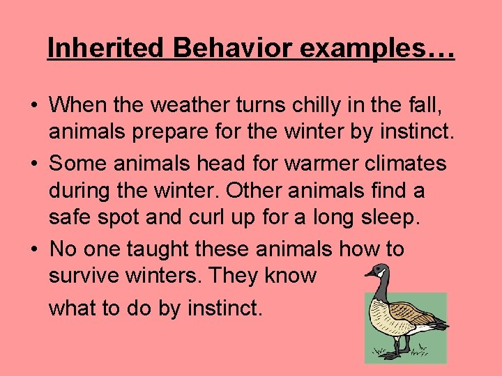 Inherited Behavior examples… • When the weather turns chilly in the fall, animals prepare