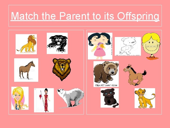 Match the Parent to its Offspring 