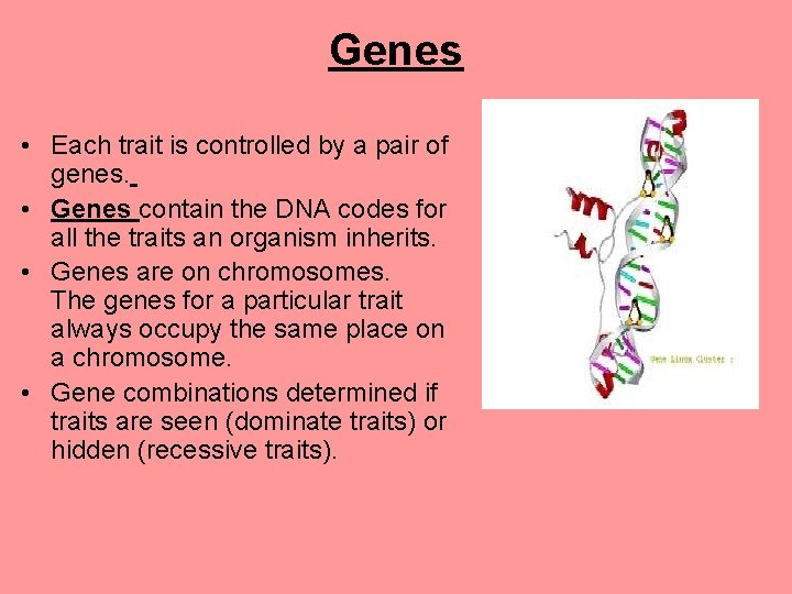 Genes • Each trait is controlled by a pair of genes. • Genes contain