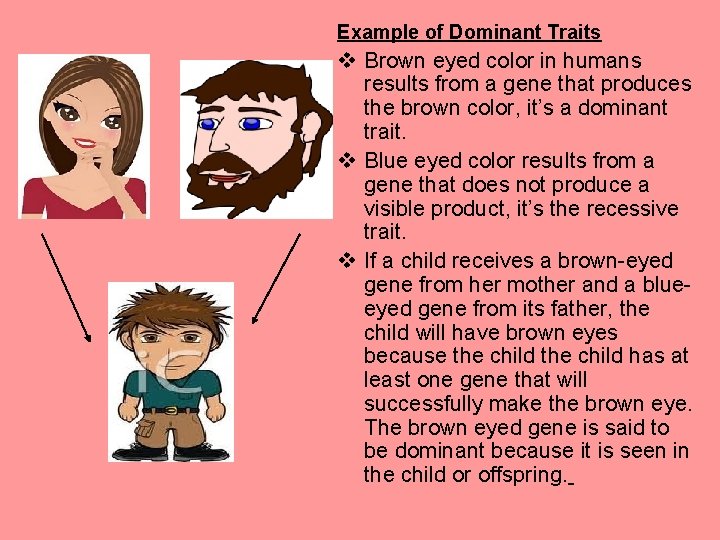 Example of Dominant Traits v Brown eyed color in humans results from a gene