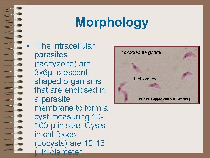 Morphology • The intracellular parasites (tachyzoite) are 3 x 6µ, crescent shaped organisms that