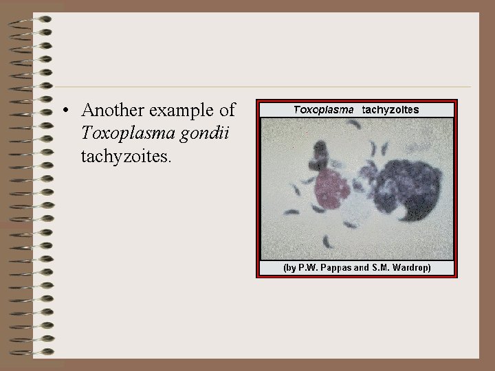 a bél toxoplazma fázisa