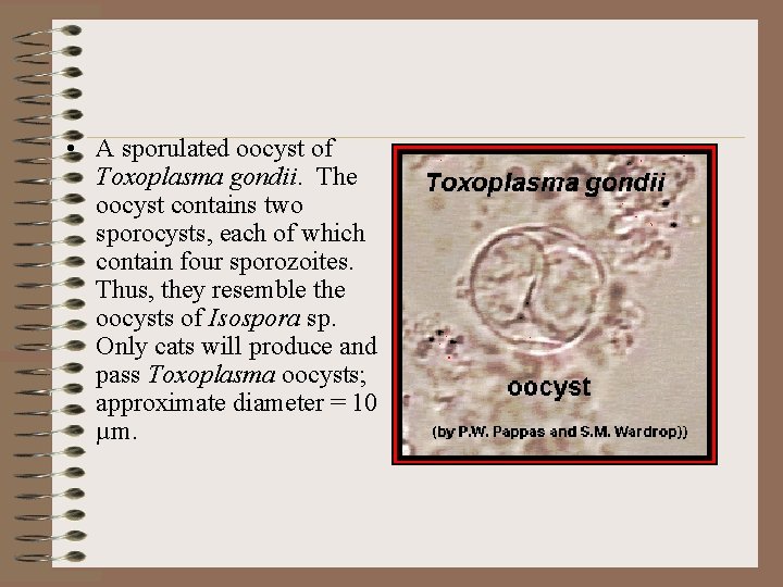  • A sporulated oocyst of Toxoplasma gondii. The oocyst contains two sporocysts, each